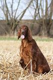 SETTER IRLANDAIS 332